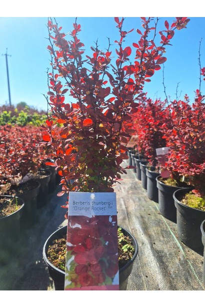 Барбарис Тунберга Оранж Рокет - 3л/вис.40-60см/Ø20-30см